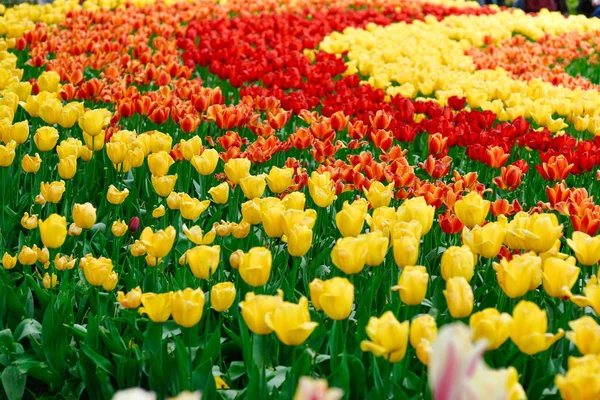 Schön Blühende Tulpen Königlichen Blumengarten Keukenhof Holland Niederland — Stockfoto