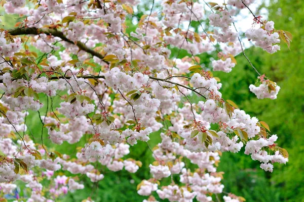 Сакура Цвету Весной — стоковое фото