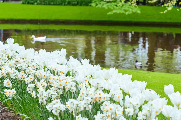 different kinds of tulips and the colorful flowers in the king's flowers garden Keukenhof (Garden of Europe), Holland, The Netherlands