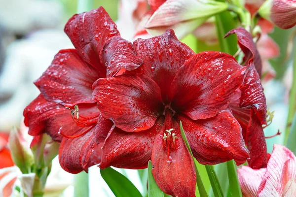 Flor Vermelha Escura Hippeastrum Amaryllis Com Gotas Água Sobre Ele — Fotografia de Stock