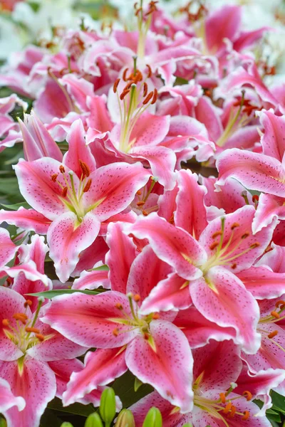Pink Lilies King Flowers Garden Keukenhof Garden Europe Holland Netherlands — Stock Photo, Image