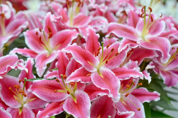 Pink Lilies King Flowers Garden Keukenhof Garden Europe Holland Netherlands — Stock Photo, Image