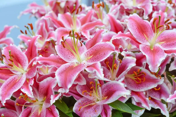 Pink Lilies King Flowers Garden Keukenhof Garden Europe Holland Netherlands — Stock Photo, Image