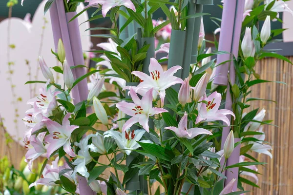 Pink Lilies King Flowers Garden Keukenhof Garden Europe Holland Netherlands — Stock Photo, Image