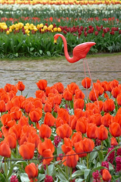 Flamingos Coloridos Decorativos Jardim Plástico Nos Narcisos Tulipas Canteiro Flores — Fotografia de Stock