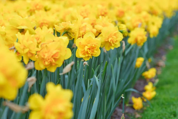 Narcisos Amarelos Primavera — Fotografia de Stock