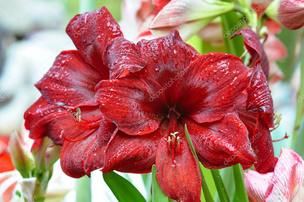Dark Red Flower Hippeastrum Amaryllis Water Drops — Stock