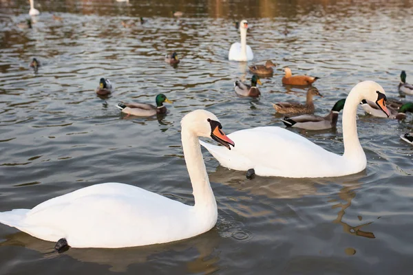 Cigni Bianchi Anatre Sul Lago — Foto Stock