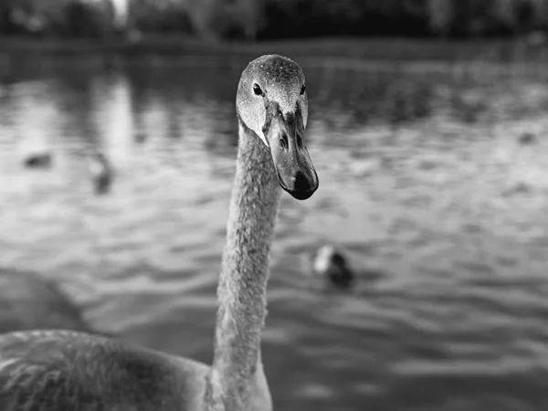 Cigno Anatre Sul Lago — Foto Stock