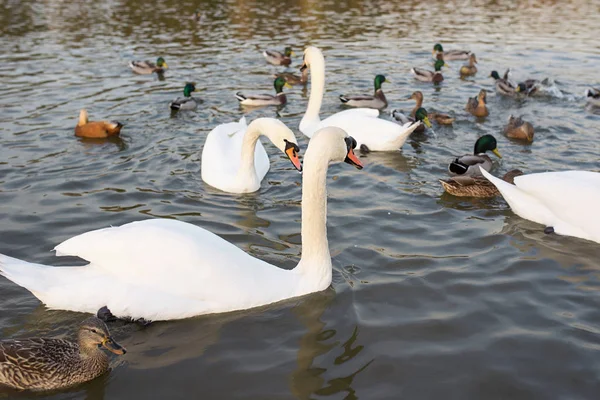 Cigni Bianchi Anatre Sul Lago — Foto Stock