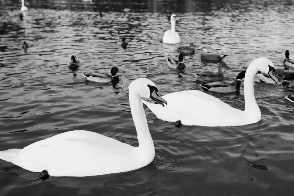 Cigni Bianchi Anatre Sul Lago — Foto Stock