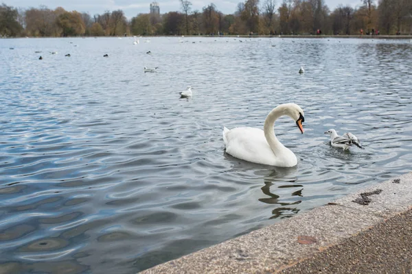 Cigni Bianchi Anatre Sul Lago — Foto Stock