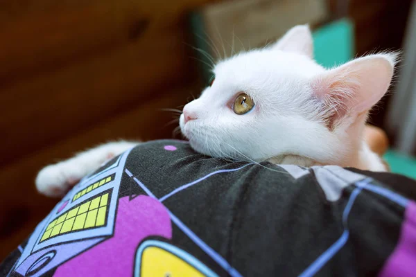 Mão Segurando Bonito Doce Gato Gatinho Branco Curioso Fundo Cor — Fotografia de Stock