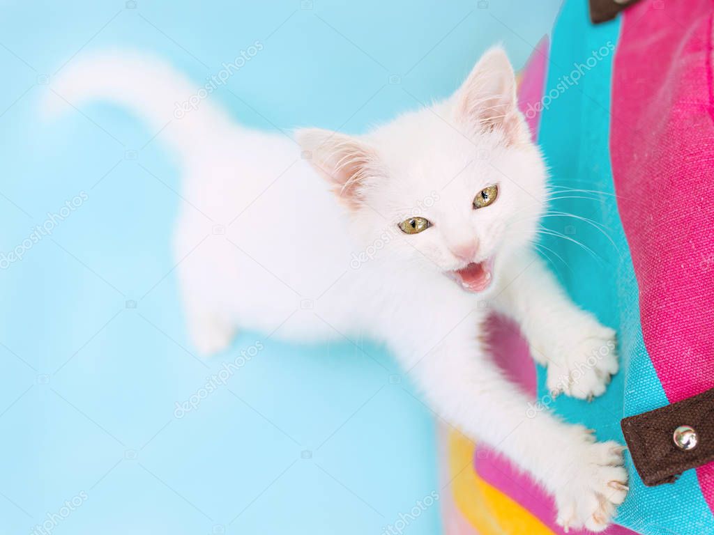 Cute, naughty, sweet curious white kitty cat on blue and pink color background. Friend, pet, allergy, loneliness concept