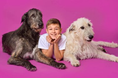 Smiling cheerful eleven years teen in white t-shirt and jeans with grey and white Irish Wolfhounds on fuchsia color background in photo studio clipart