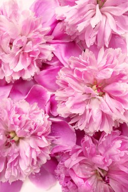 Şakayık çiçekleri dokusu. Bahar ve çiçekler