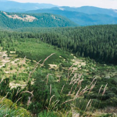 Ukrayna 'nın Karpat Dağları manzarası. Seyahat, turizm ve doğa konsepti
