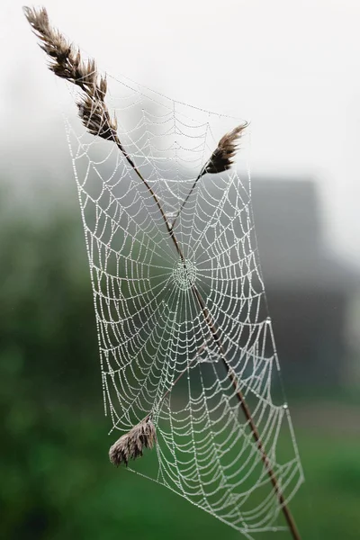 Spider Web Waterdrops Foggy Day Rural Area — Stock Photo, Image