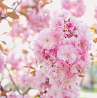 Güneşli bir günde ilkbaharda açan harika pembe sakura ağacı.
