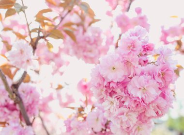 Güneşli bir günde ilkbaharda açan harika pembe sakura ağacı.