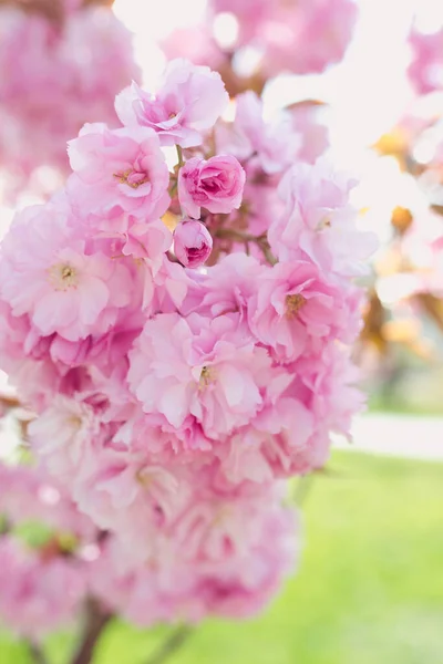 꽃피는 놀라운 분홍빛 사쿠라 — 스톡 사진