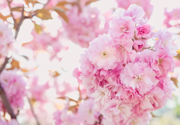 Καταπληκτικό Ροζ Σακούρα Δέντρο Άνθιση Την Άνοιξη Στην Ηλιόλουστη Μέρα — Φωτογραφία Αρχείου