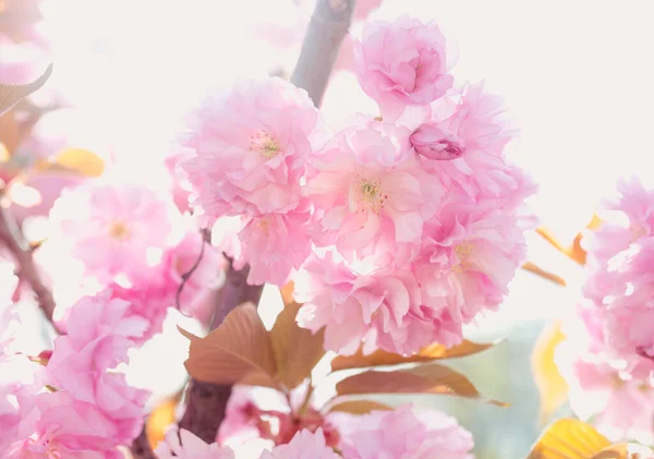 Καταπληκτικό Ροζ Σακούρα Δέντρο Άνθιση Την Άνοιξη Στην Ηλιόλουστη Μέρα — Φωτογραφία Αρχείου