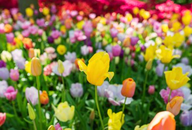 Açık havada inanılmaz renkli lale desenleri var. Doğa, çiçekler, bahar, bahçe konsepti