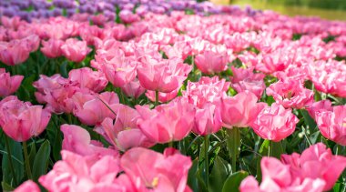 Açık havada inanılmaz renkli lale desenleri var. Doğa, çiçekler, bahar, bahçe konsepti