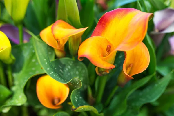 Amazing Blooming Colorful Calla Lilies Pattern Nature Flowers Spring Wedding — Stock Photo, Image