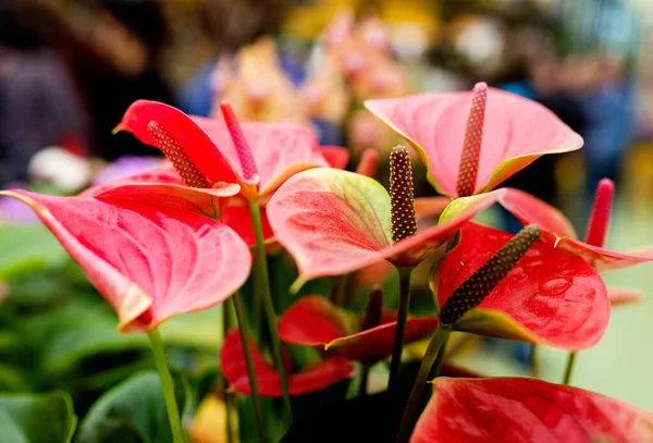 Amazing Blooming Colorful Calla Lilies Pattern Nature Flowers Spring Wedding — Stock Photo, Image