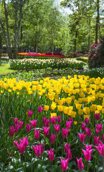 Amazing blooming colorful tulips pattern outdoor. Nature, flowers, spring, gardening concept