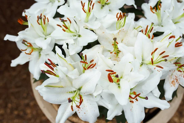 Amazing Beautiful Bush White Lily — Stock Photo, Image