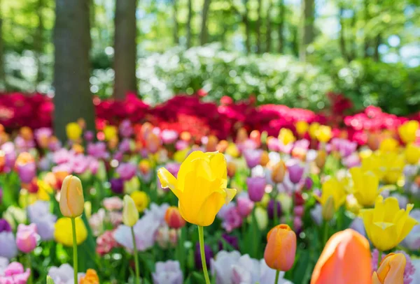 Amazing blooming colorful tulips pattern outdoor. Nature, flowers, spring, gardening concept