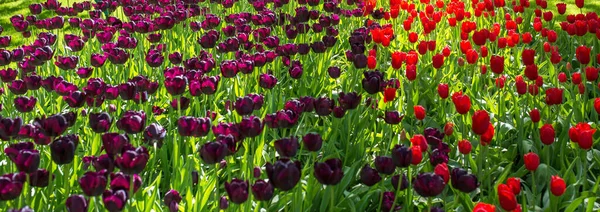 Úžasný Kvetoucí Barevné Tulipány Vzor Venku Příroda Květiny Jaro Zahradní — Stock fotografie