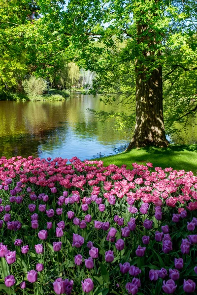 Удивительный Цветущий Цветочный Рисунок Тюльпанов Парке Открытом Воздухе Фоне Озера — стоковое фото