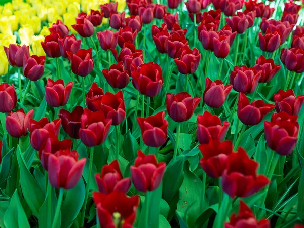 Amazing Blooming Colorful Tulips Pattern Outdoor Nature Flowers Spring Gardening — Stock Photo, Image