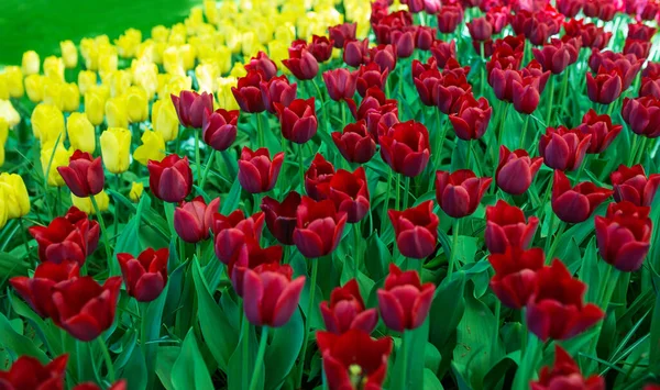 Incrível Florescendo Padrão Tulipas Coloridas Livre Natureza Flores Primavera Conceito — Fotografia de Stock