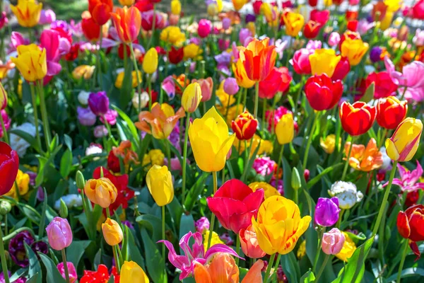 Amazing Blooming Colorful Tulips Pattern Outdoor Nature Flowers Spring Gardening — Stock Photo, Image