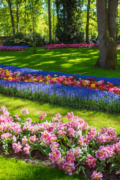 Удивительно Цветущие Разноцветные Тюльпаны Парке Открытым Небом Природа Цветы Весна — стоковое фото