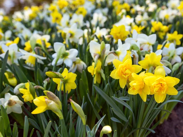 Erstaunlich Blühende Bunte Narzissenmuster Außenbereich Des Parks Natur Blumen Frühling — Stockfoto