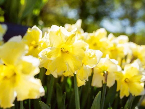 Erstaunlich Blühende Bunte Narzissenmuster Außenbereich Des Parks Natur Blumen Frühling — Stockfoto