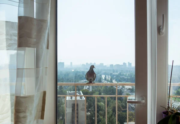 Gołąb Gołąb Siedzi Balkonie Tle Miejskiego Nieba Dużo Miejsca Tekst — Zdjęcie stockowe