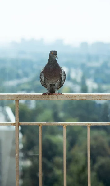 Pigeon Colombe Assis Sur Balcon Sur Fond Urbain Skyline Beaucoup — Photo