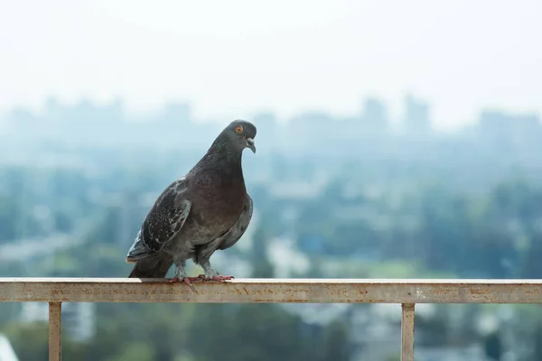 Pombo Pomba Sentado Varanda Horizonte Urbano Muito Espaço Para Texto — Fotografia de Stock