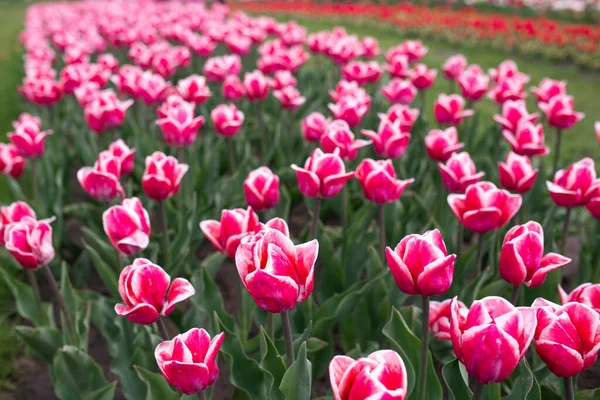 Amazing blooming colorful tulips pattern outdoor. Nature, flowers, spring, gardening concept