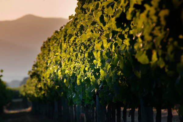 Processing and care of the vineyards — Stock Photo, Image