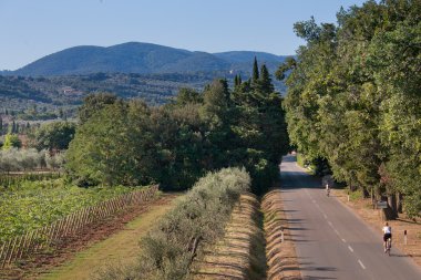 İşleme ve üzüm bağları Bakımı