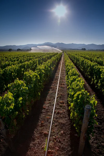 Feldolgozása és gondozása a szőlőültetvények — Stock Fotó