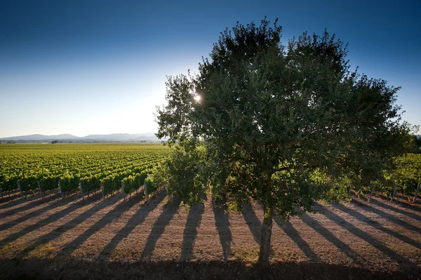 Behandling och vård av vingårdarna — Stockfoto